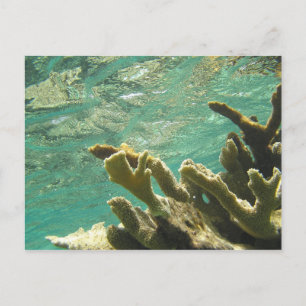 Carte Postale Corail d'Elkhorn en Floride Keys