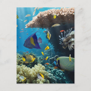 Carte Postale Corail et poissons en Mer Rouge, Egypte
