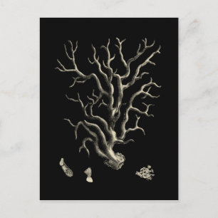 Carte Postale Corail noir et tan