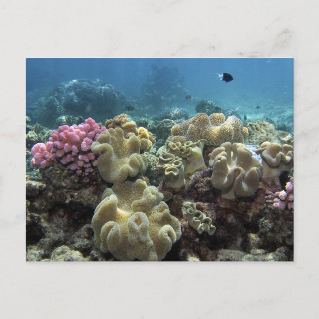 Carte Postale Corail, récif d'Agincourt, la Grande barrière de (Devant)