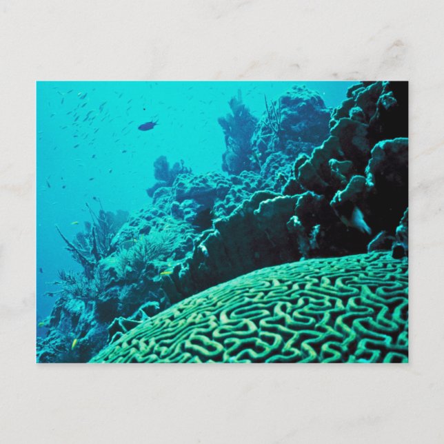 Carte Postale Corail Reef (Devant)