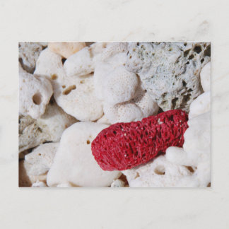 Carte Postale Corail rose