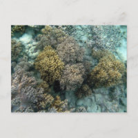 Corail vivant