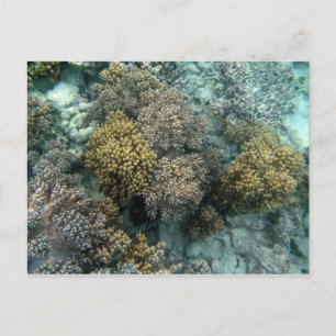 Carte Postale Corail vivant