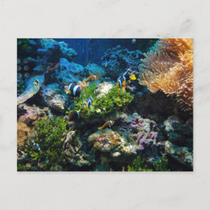 Carte postale Coral Reef
