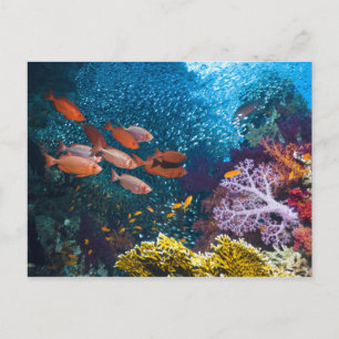 Carte Postale Coral Reef   Bigeye or Goggle-Eye