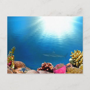 Carte Postale Coral Reef & Requin