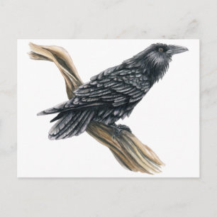 Carte Postale Corbeau