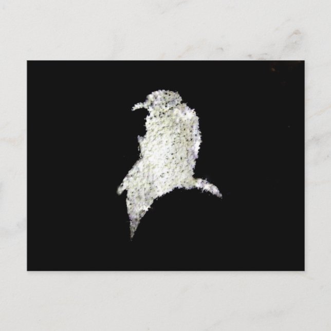 Carte Postale Corbeau (Devant)