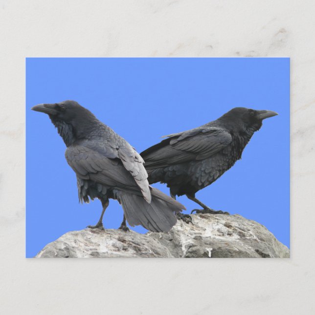 Carte Postale Corbeau (Devant)