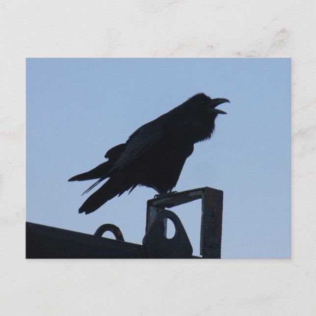 Carte Postale Corbeau à Silhouette, île de l'Unalaska (Devant)