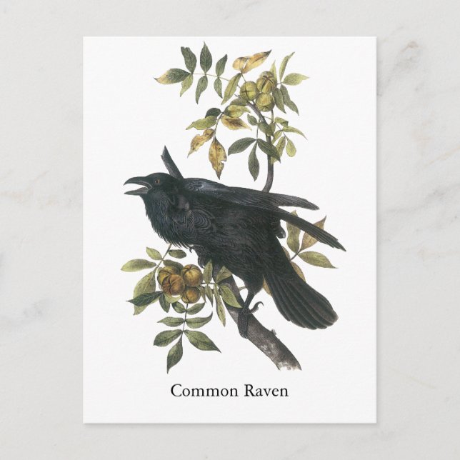 Carte Postale Corbeau commun, John audubon (Devant)