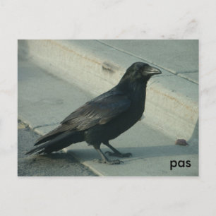 Carte Postale corbeau d'alaskan