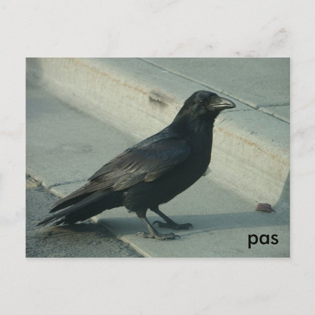 Carte Postale corbeau d'alaskan (Devant)