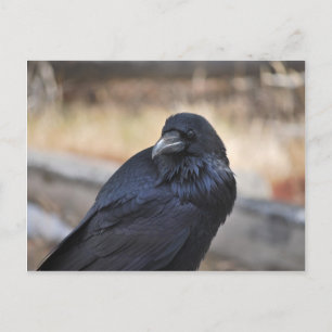 Carte Postale Corbeau de Yellowstone