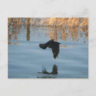 Carte Postale Corbeau noir