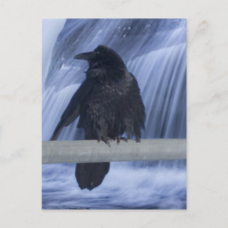 Carte Postale Corbeau perché au-dessus d'une cascade