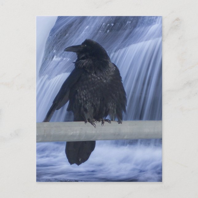 Carte Postale Corbeau perché au-dessus d'une cascade (Devant)