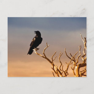 Carte Postale Corbeau sur Sunlit Tree Branches, Grand Canyon