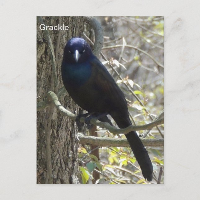 Carte Postale Corbeille commune (Devant)
