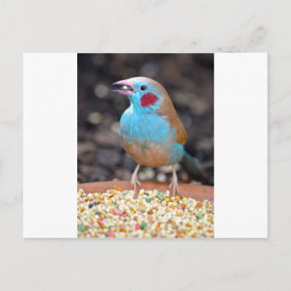 Carte Postale Cordon Bleu Finch