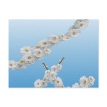 Corée Cerisiers en fleurs blanches