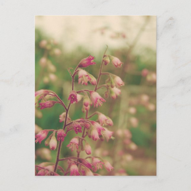 Carte Postale Corelbells, Fleurs de printemps (Devant)