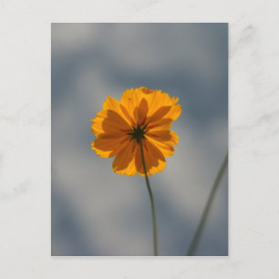 Carte Postale Coréopsis
