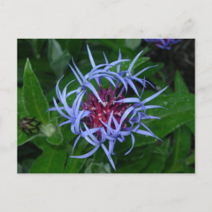 Carte Postale Corfleur bleu