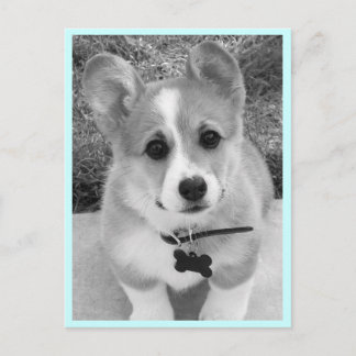 Carte Postale Corgi Puppy