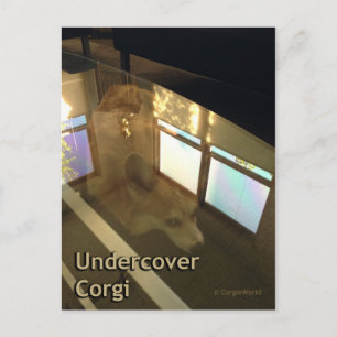 Carte postale Corgi sous-jacente
