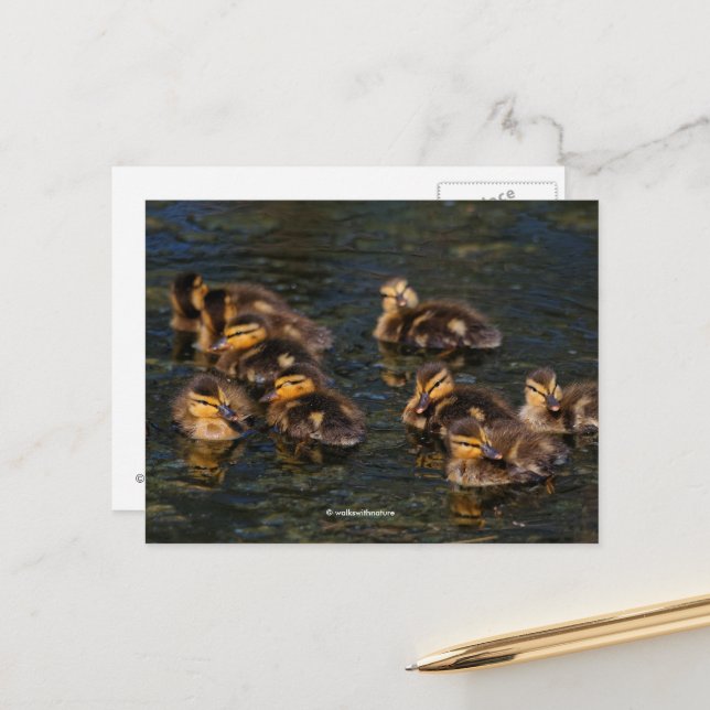 Carte Postale Corks flottants : Mallard Mallard Ducklings (Devant/Arrière en situation)