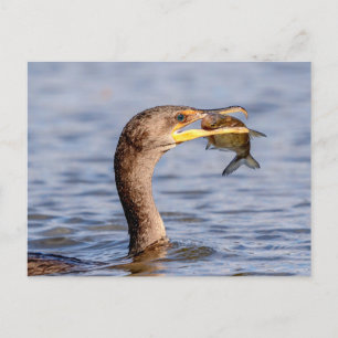 Carte Postale Cormoran avec un poisson