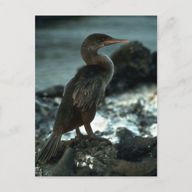 Carte Postale Cormoran sans vol (Devant)