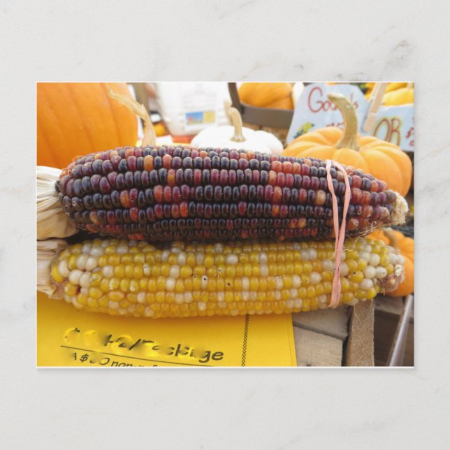 Carte Postale Corn indien (Devant)
