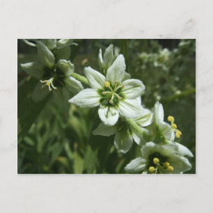 Carte Postale Corn Lily