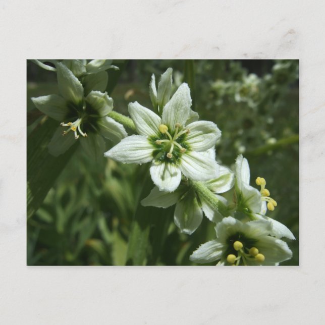 Carte Postale Corn Lily (Devant)
