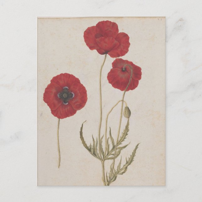 Carte Postale Corn Poppies par Jacques de Morgues (Devant)