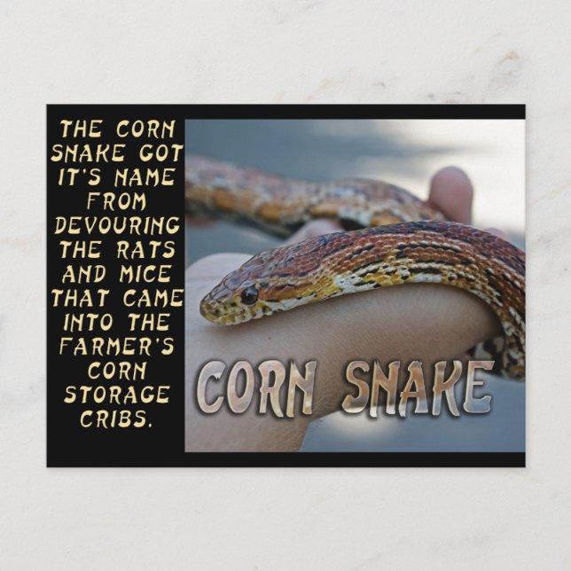 CARTE POSTALE CORN SNAKE (Devant)