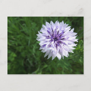 Carte Postale Corne