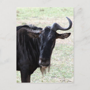 Carte Postale corne de gnou solo