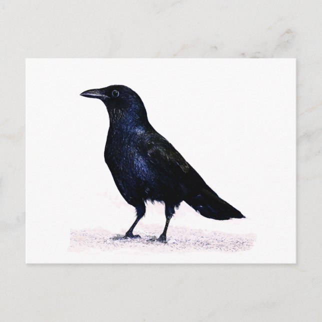 Carte Postale Corneille (Devant)