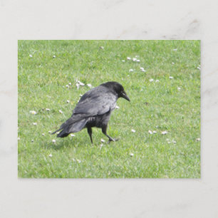 Carte Postale Corneille à cornes noires