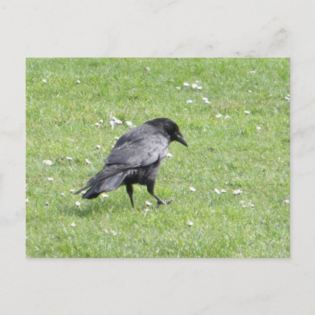 Carte Postale Corneille à cornes noires (Devant)
