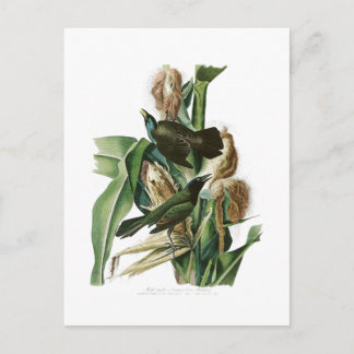 Carte Postale Corneille pourpre John Audubon Oiseaux d'Amérique