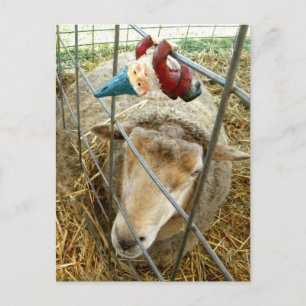 Carte Postale Cornelius et le mouton