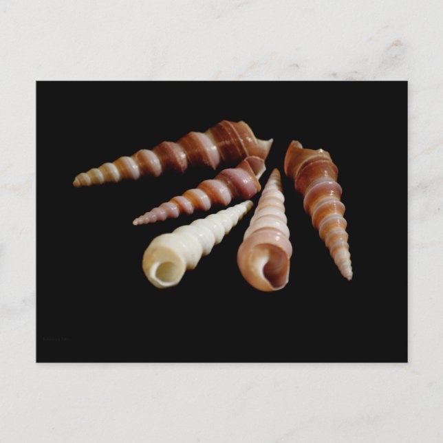 Carte Postale Cornes marines (Devant)