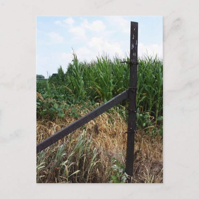 Carte Postale Cornfield Derrière La clôture (Devant)