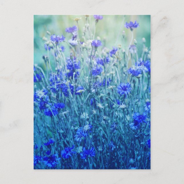Carte Postale Cornfleurs (Devant)