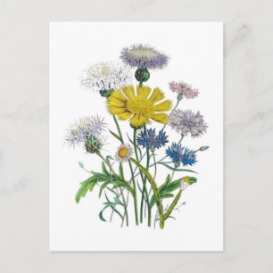 Carte Postale Cornfleurs